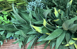 Green Wall Maintenance Plans